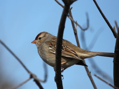White-crowned  Sparrow