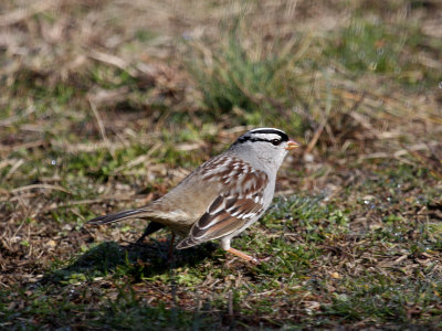 White-crowned  Sparrow