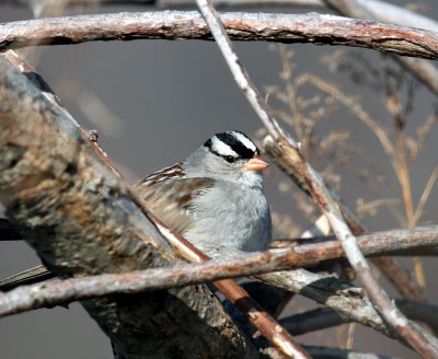 White-crowned  Sparrow