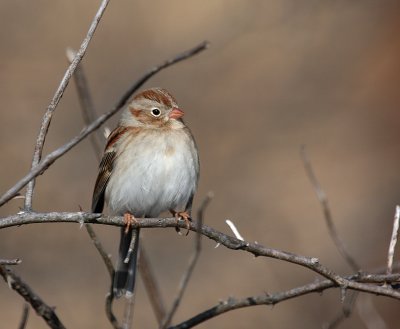 Field Sparrow