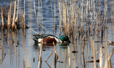 Northern Shoveler