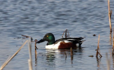 Northern Shoveler