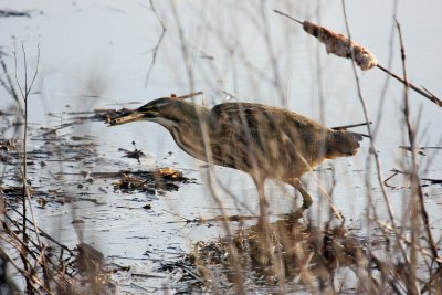 American Bittern