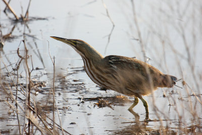 American Bittern