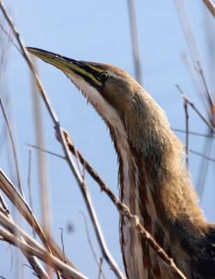 American Bittern