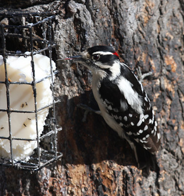 Downy Woodpecker