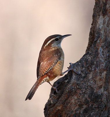 Carolina Wren