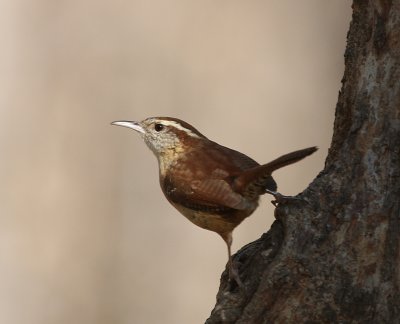 Carolina Wren