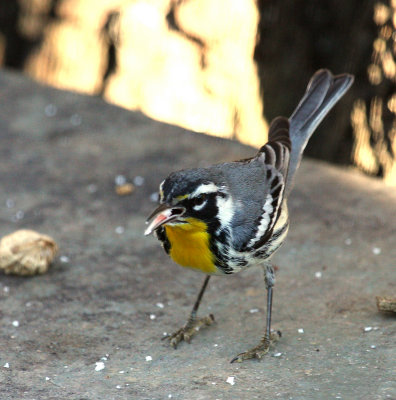 Yellow-throated Warbler