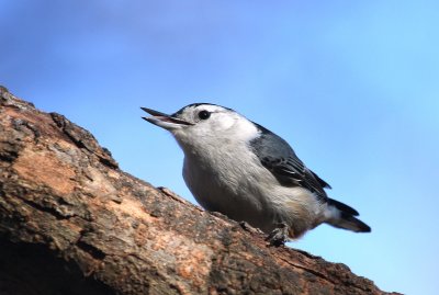 White-breasted Nuthatch