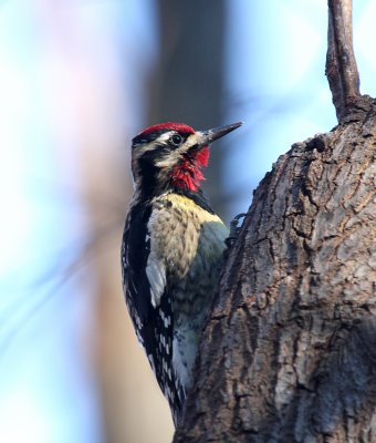 Yellow-bellied Sapsucker