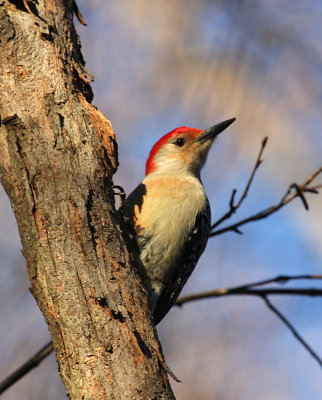 Red-bellied Woodpecker