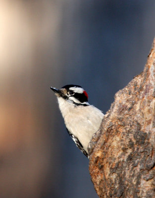 Downy Woodpecker