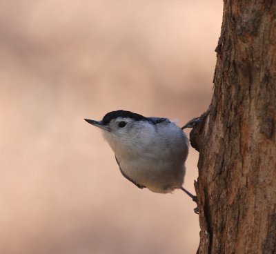 White-breasted Nuthatch