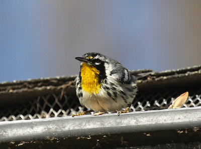 Yellow-throated Warbler