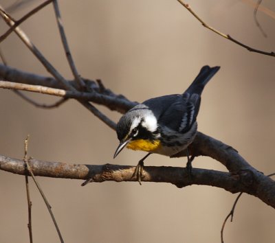 Yellow-throated Warbler