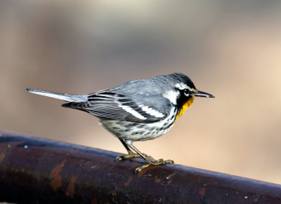 Yellow-throated Warbler