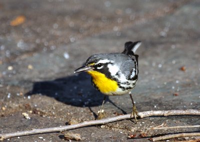 Yellow-throated Warbler