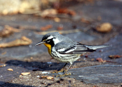 Yellow-throated Warbler