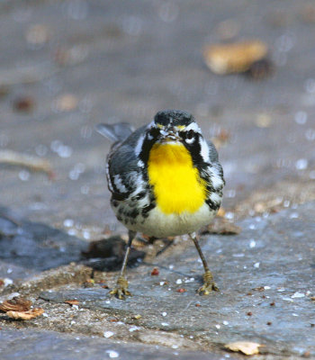 Yellow-throated Warbler