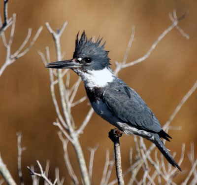 Bellted Kingfisher