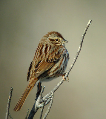 Song Sparrow