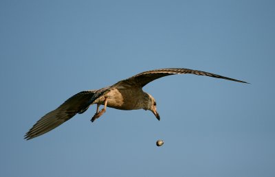 Herring Gull