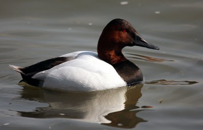 Canvasback