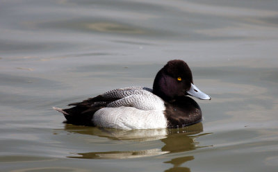 Lesser Scaup