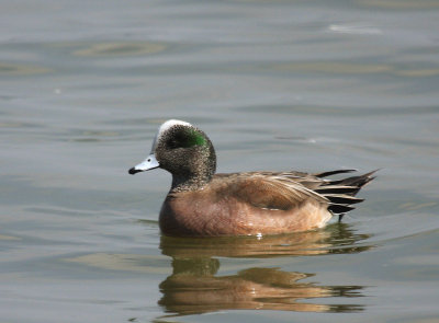 American Wigeon