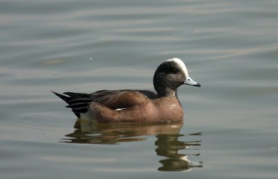 American Wigeon