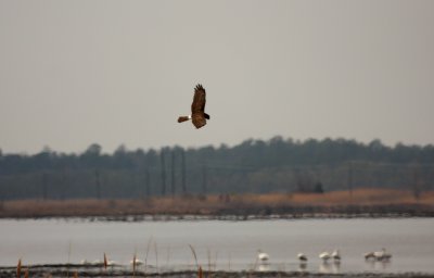 Northern Harrier