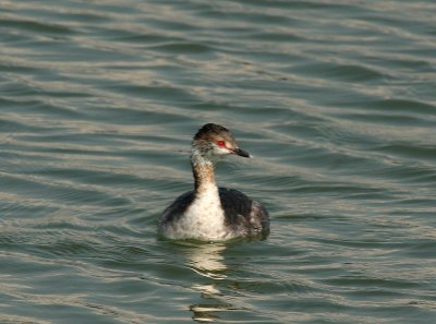 Horned Grebe