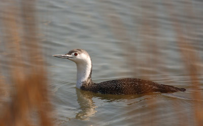 Red-throated Loon