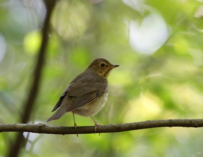 Swainson's Thrush