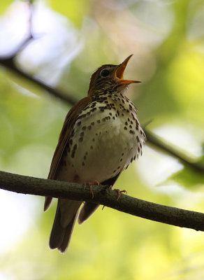 Wood Thrush