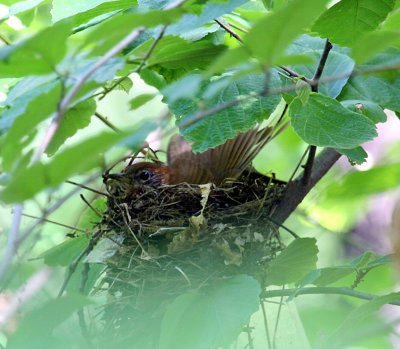 Wood Thrush