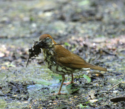 Wood Thrush