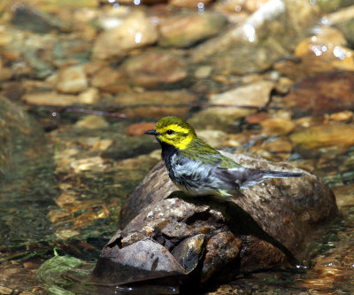 Black-throated Green Warbler