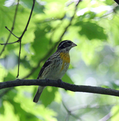 Odd Rose-breasted Grosbeak?