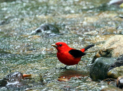 Scarlet Tanager