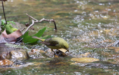 Scarlet Tanager