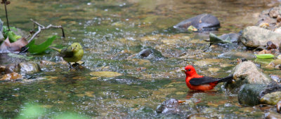 Scarlet Tanagers