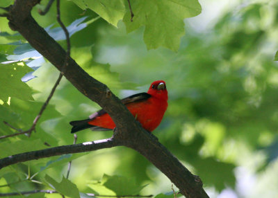 Scarlet Tanager