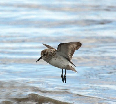 Semipalmated Sandpiper