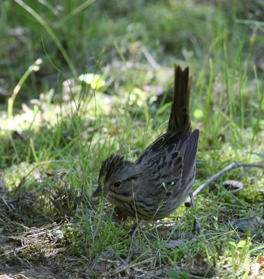 Lincoln's Sparrow