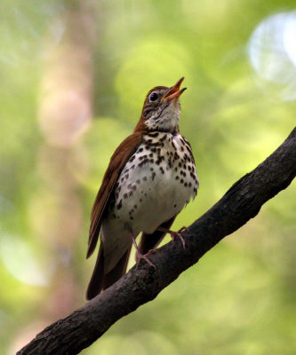 Wood Thrush