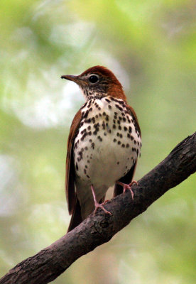 Wood Thrush