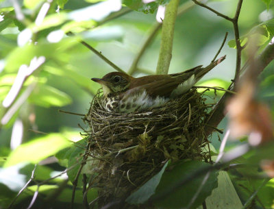 Wood Thrush