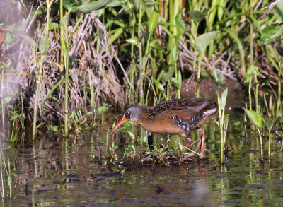 Virginia Rail